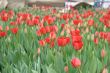 Red tulips