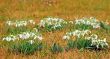 Snowdrop