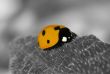 Ladybird