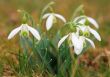 Snowdrop