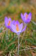 Crocus