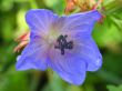 Blue Flower
