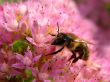 biene, bienen