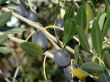 Olive tree