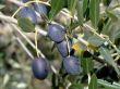 Olive tree