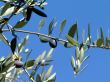 Olive tree