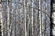 Birch forest