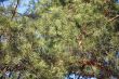 Pine branches
