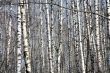 Birch forest