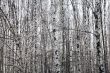 Birch forest
