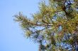 Pine branches