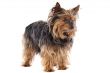 Small dog