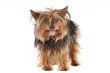 Small dog