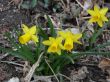 Spring Daffodils