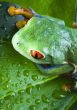 Green frog