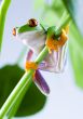 Green frog