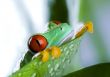 Green frog