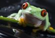 Green frog