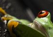 Green frog