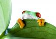 Green frog