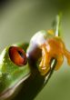 Red eyed tree frog