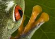 Red eyed tree frog