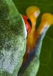 Red eyed tree frog