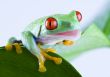 Red eyed tree frog