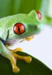 Red frog