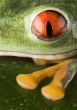 Red frog