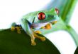 Red eyed leaf frog