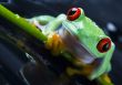 Red eyed leaf frog