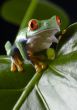 Red eyed leaf frog