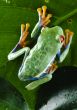 Red eyed leaf frog