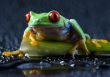 Red eyed leaf frog