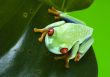 Red eyed leaf frog