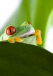 Red eye frog