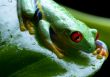 Red eye frog