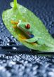 Red eye frog