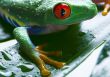 Red eye frog