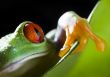 Red eye frog