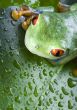 Red eye frog