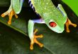 Red eye frog