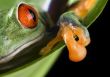Red eye frog