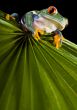 Red eye frog