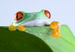 Red eye frog