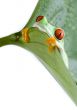 Red eye frog