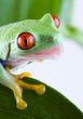 Red eye frog