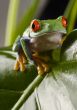 Red eyed tree frog