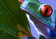 Red eyed tree frog